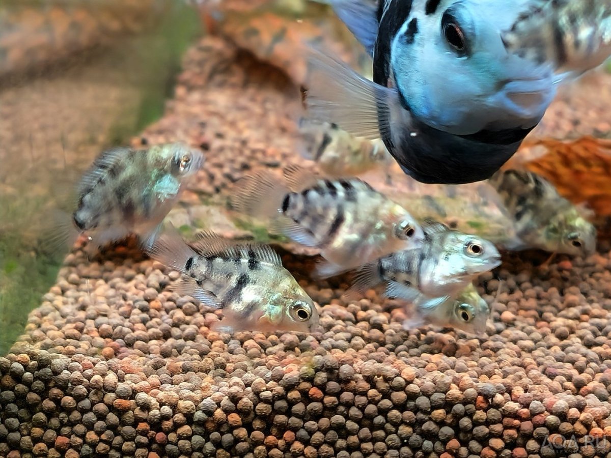 Надо отсаживать мальков сапфировых попугайчиков