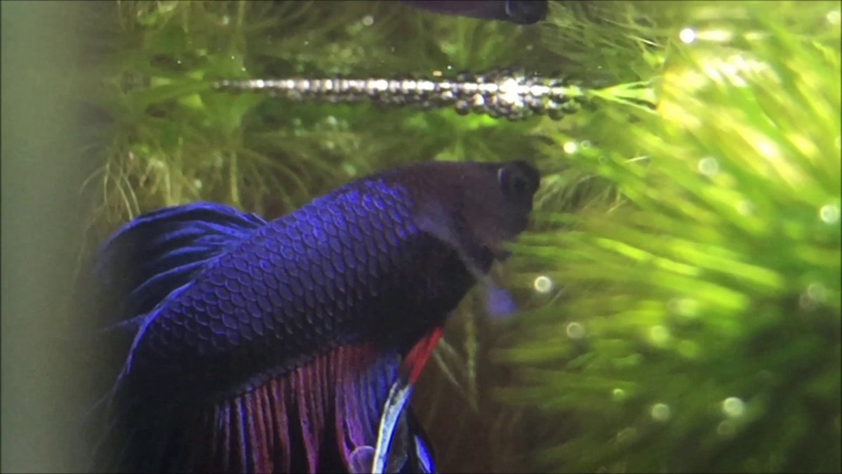 Попугай Розелла