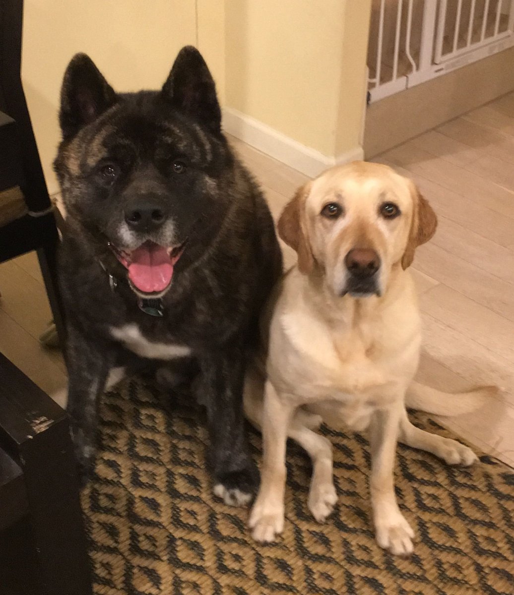 Метис овчарка ротвейлер Доберман