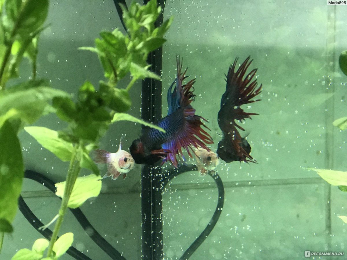 Рыбки Петушки гнездо