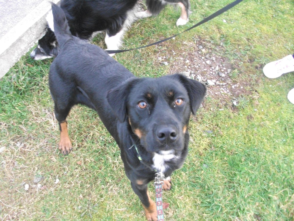 Чёрный терьер и лабрадор