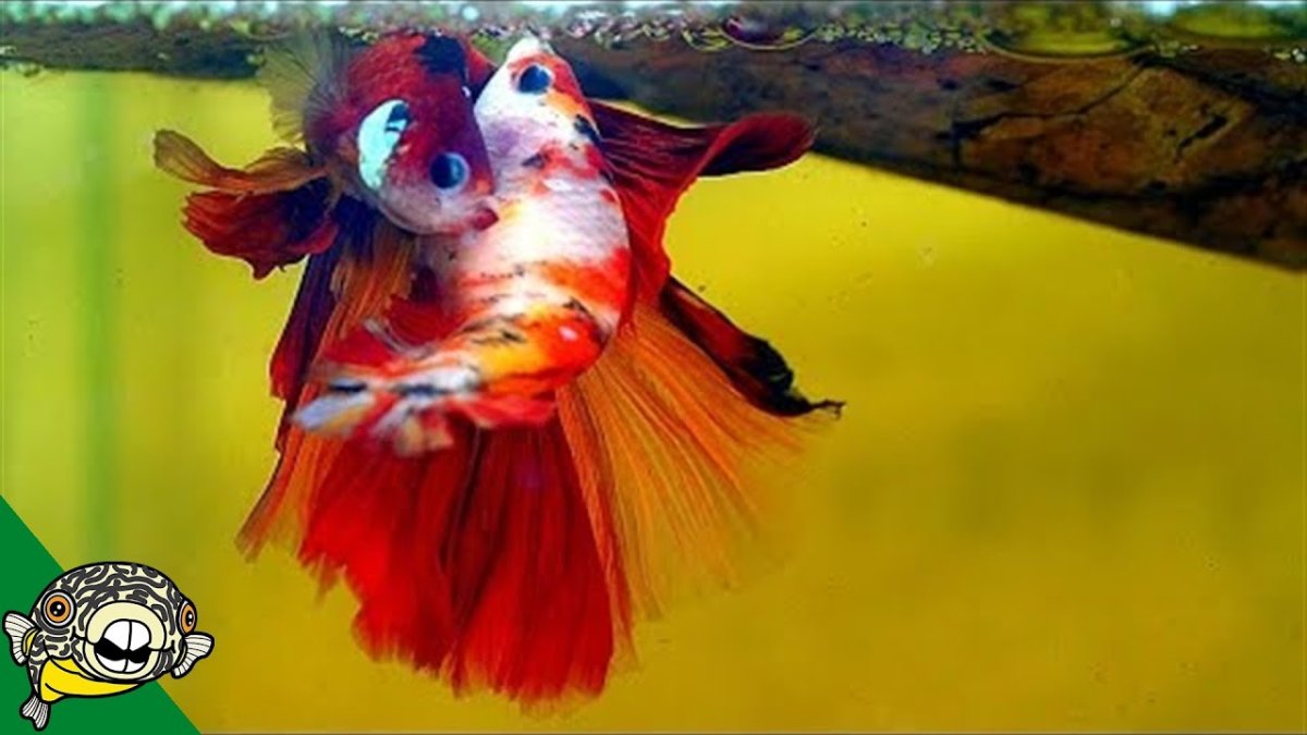 Попугай Розелла