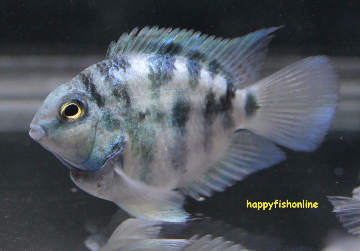 Наннакара бирюзовая