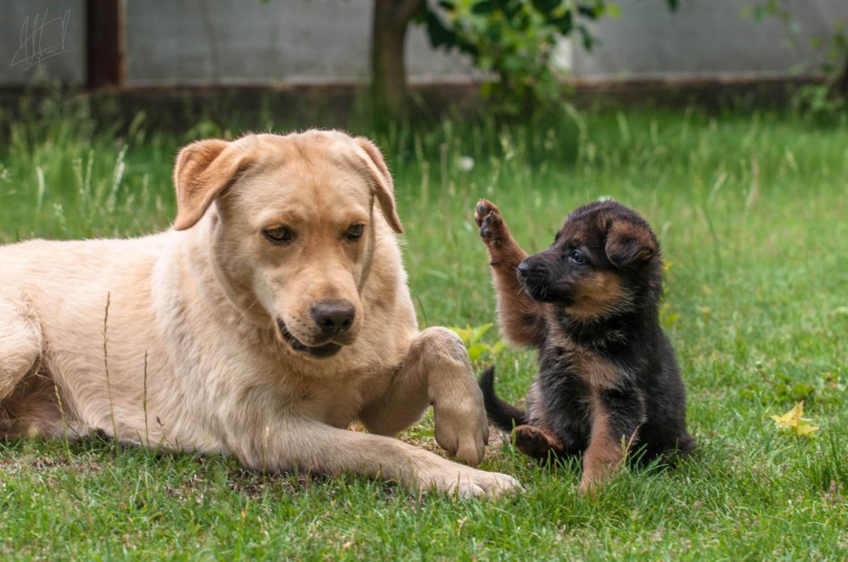 Метис лабрадора и овчарки