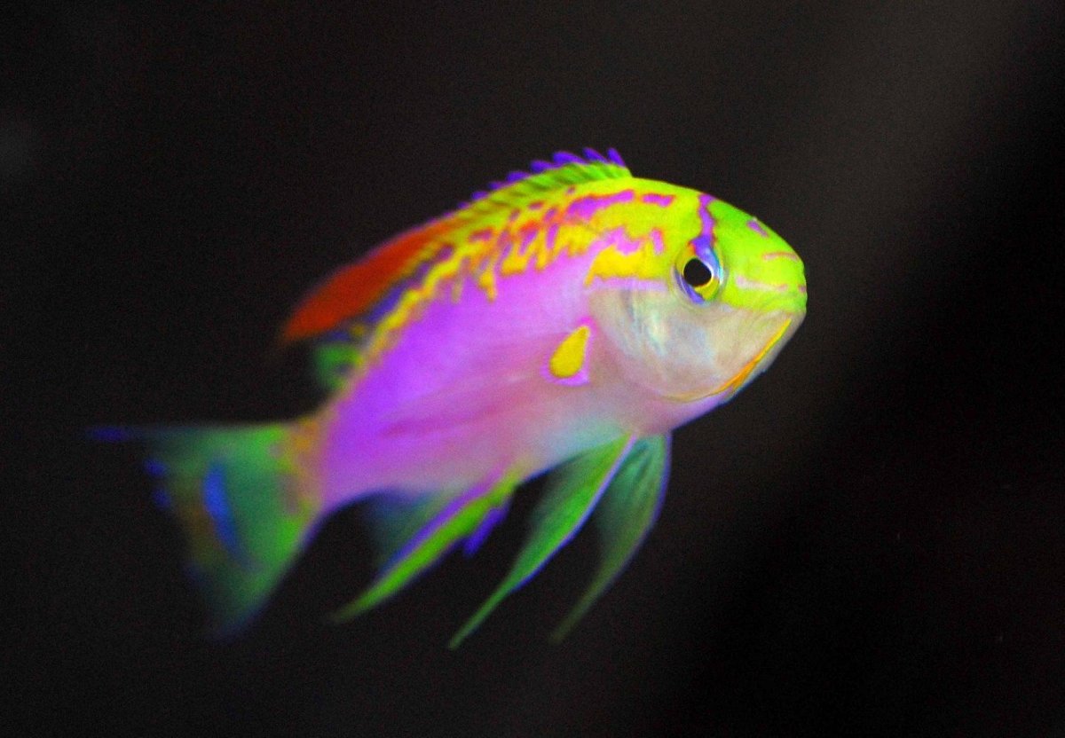 Микро попугай сапфировый