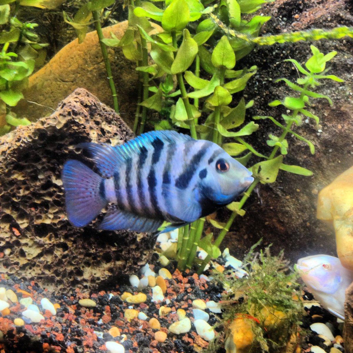 Цихлазома тигровая