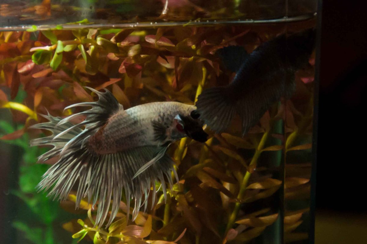 Корелла в Австралии