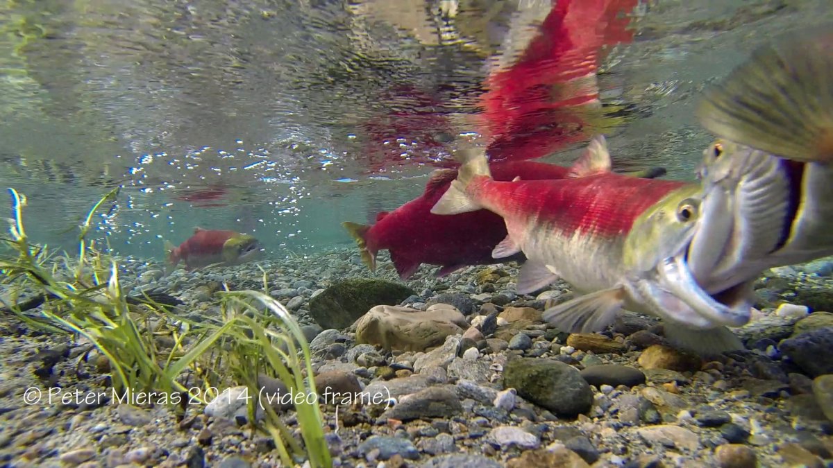 Радужная рыбка аквариумная