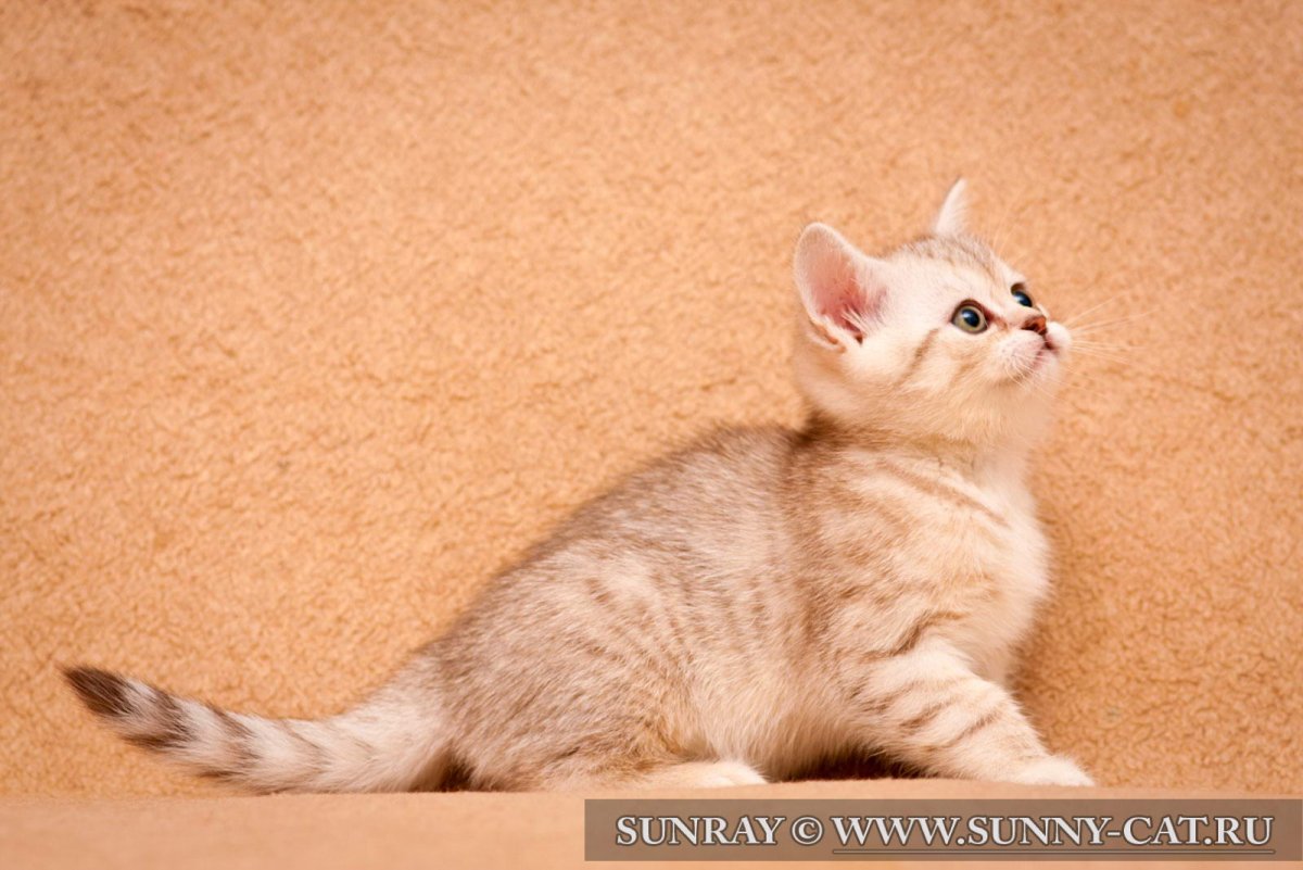 Британцы палевый окрас