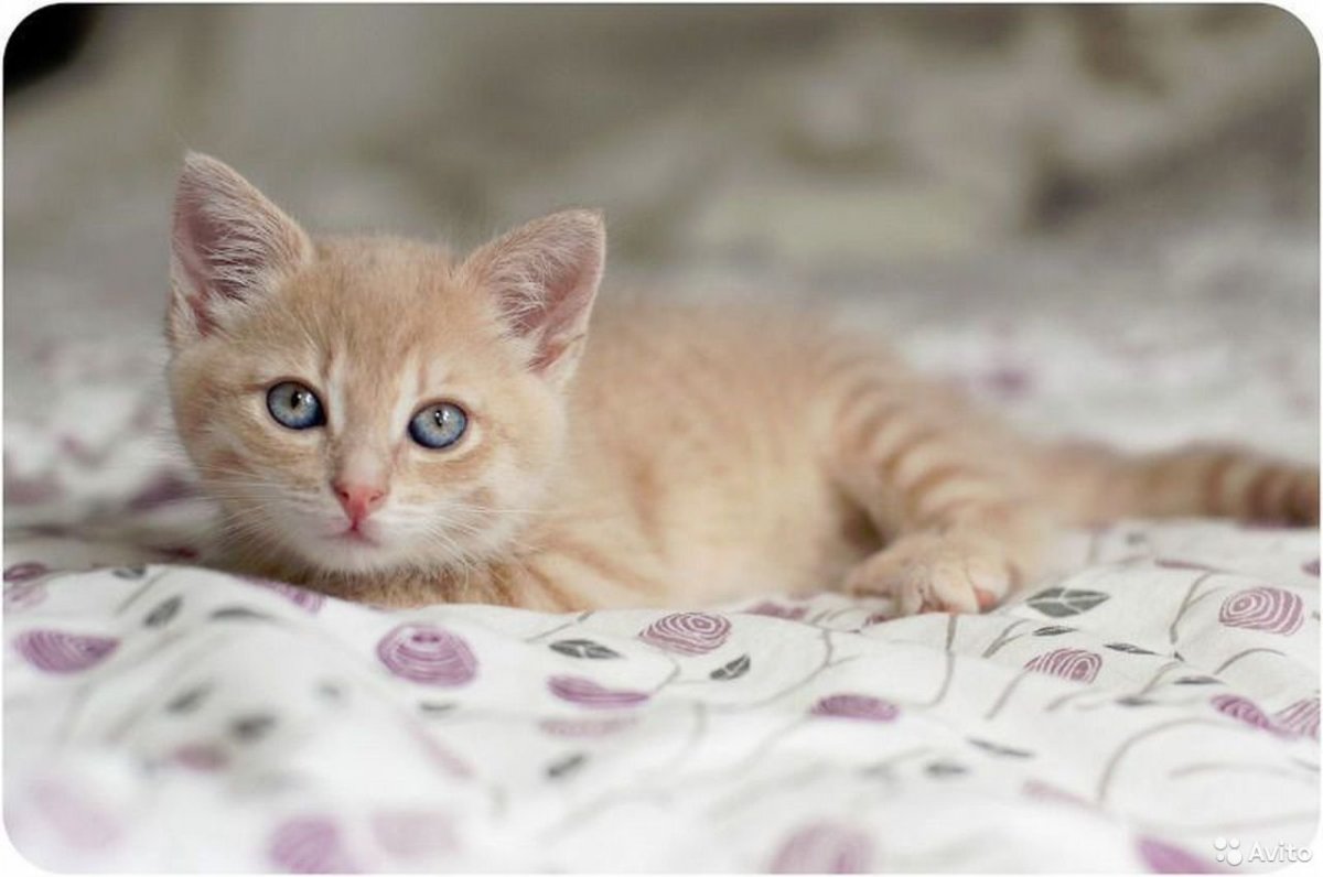 Персиковый котенок