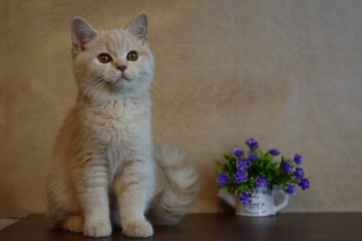 Кот британец кремовый