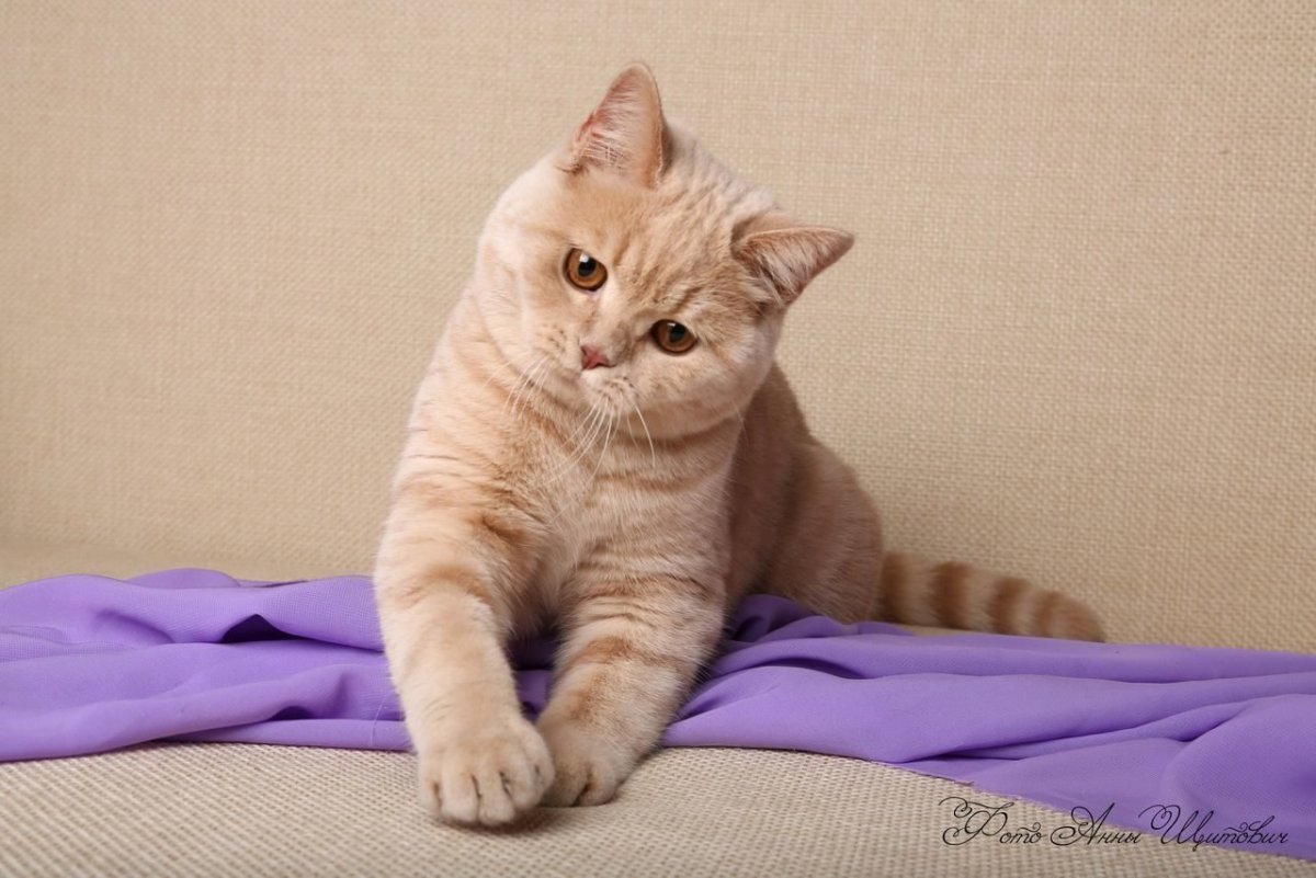 Британский короткошерстный персиковый