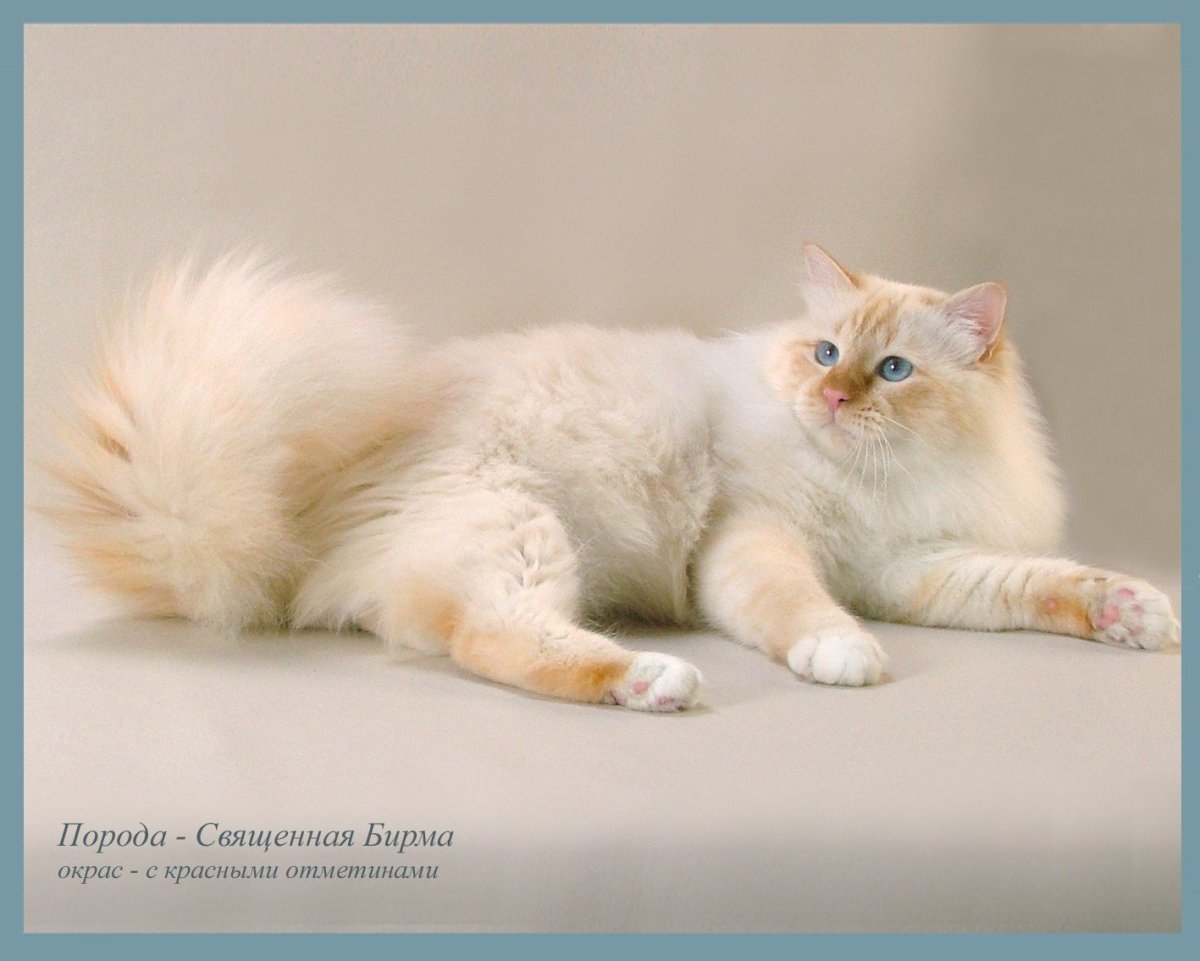 Невская маскарадная ред Пойнт