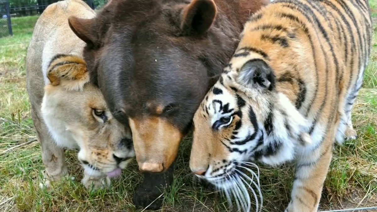 Балу Лео и Шерхан