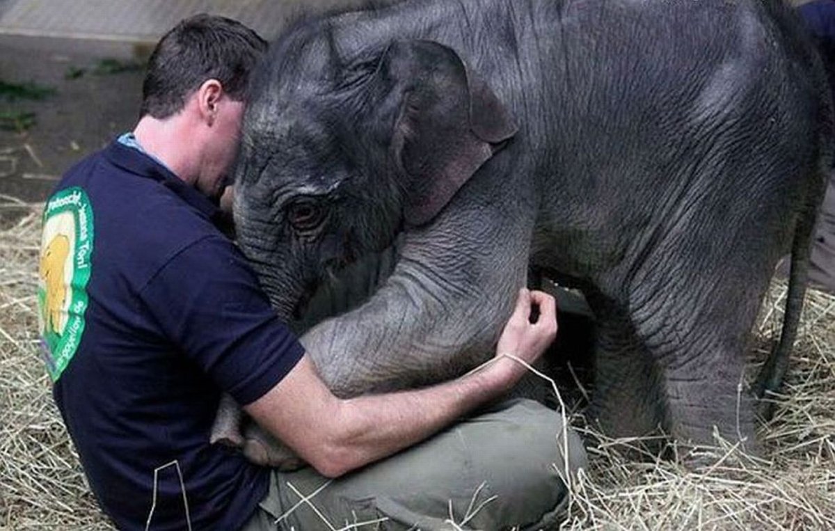 Леопард и собака