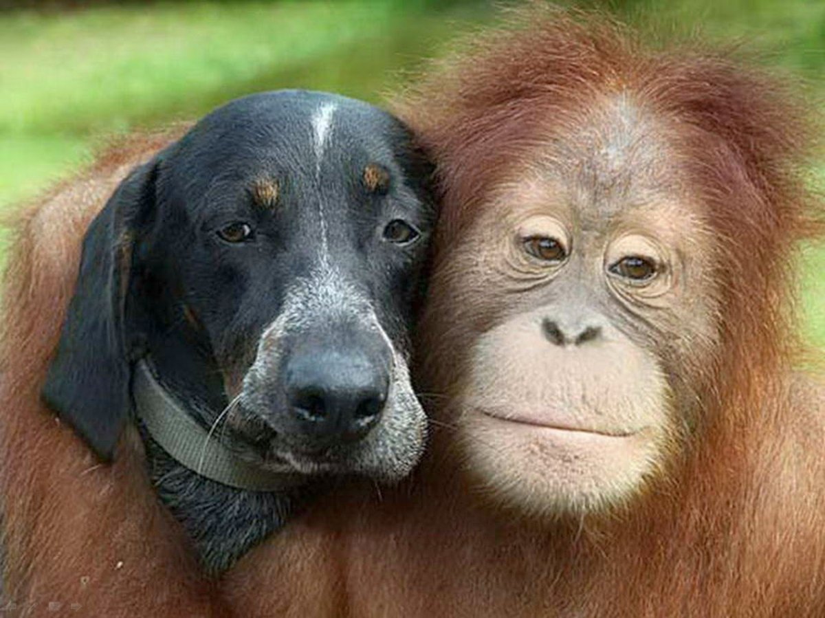 Трогательная Дружба животных