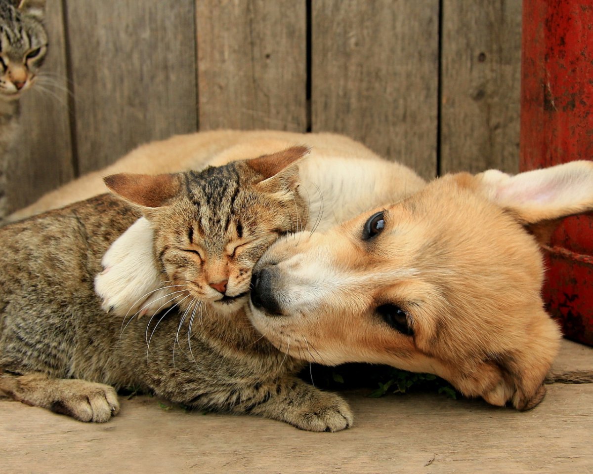 Удивительная Дружба животных