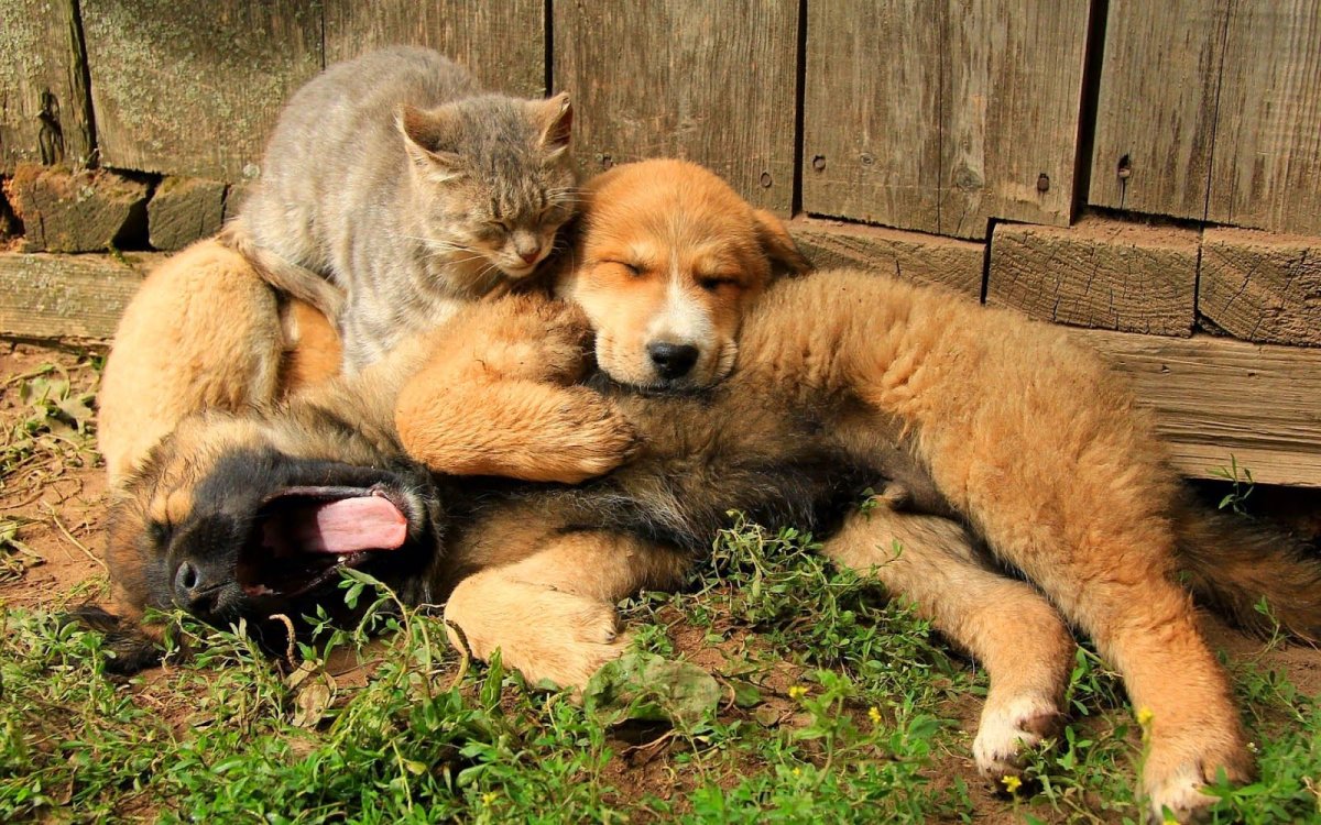 Собака и кошка вместе