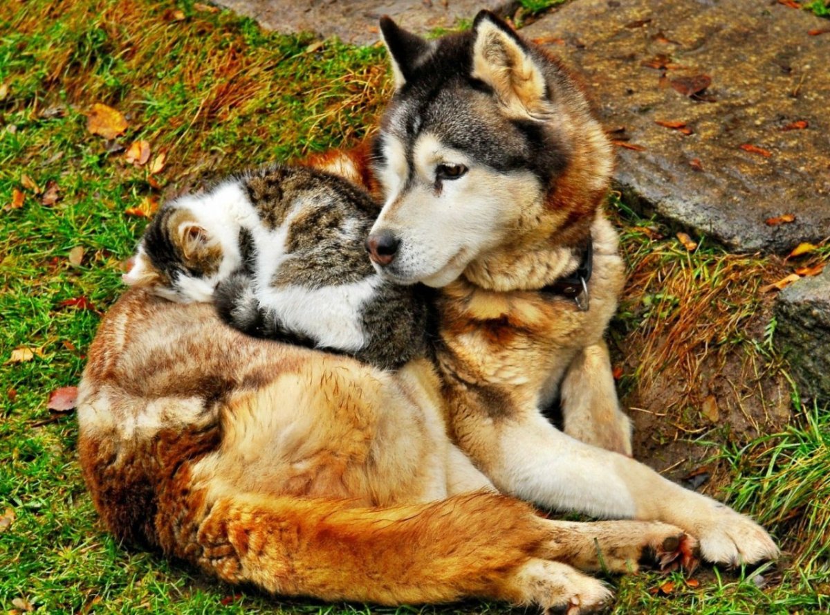 Собака и животные Дружба