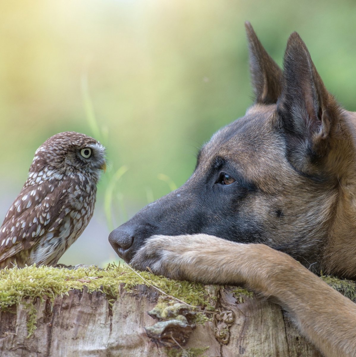 Малинуа и Сова