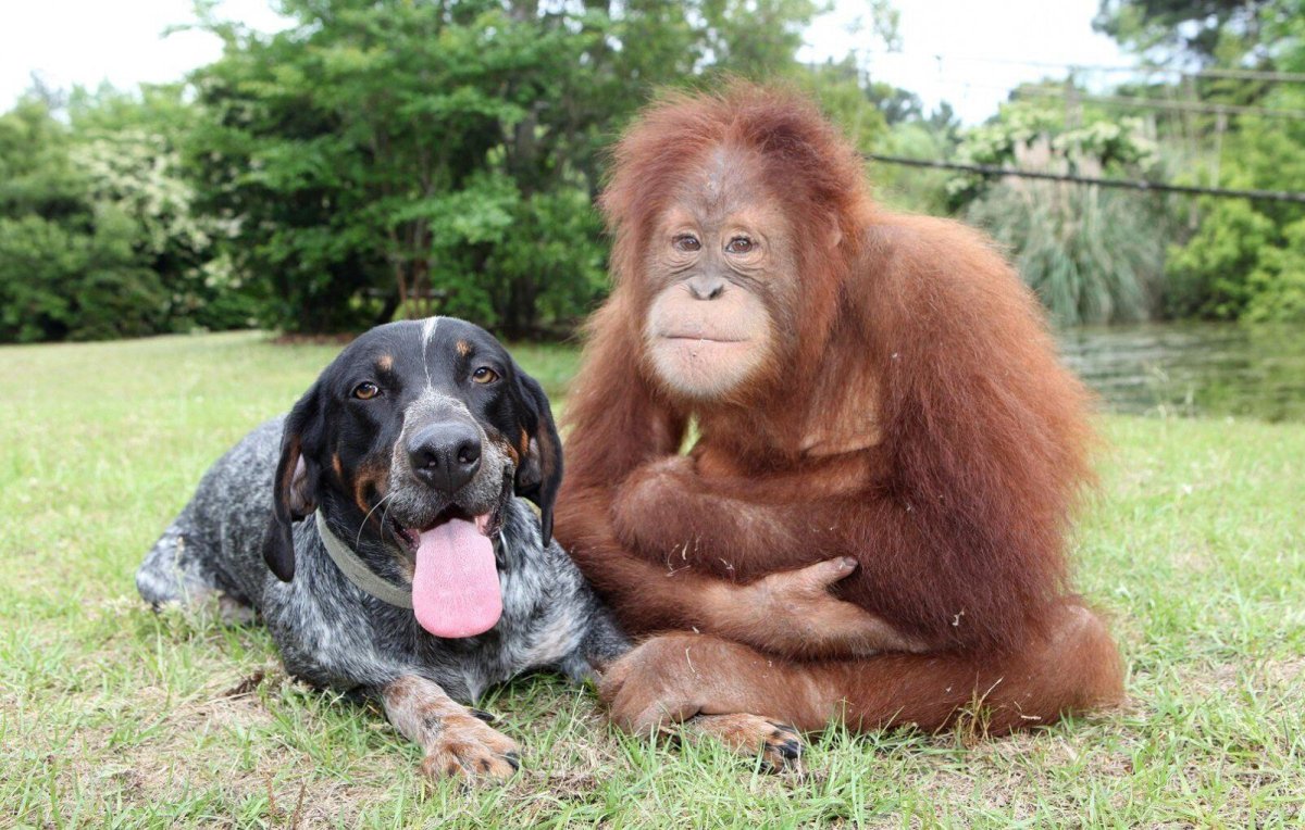 Кевин Ричардсон Заклинатель зверей