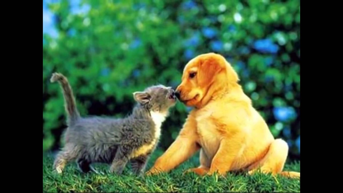 Уличные кошки и собаки