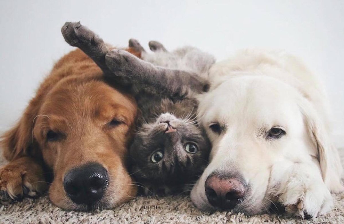 Животные друзья