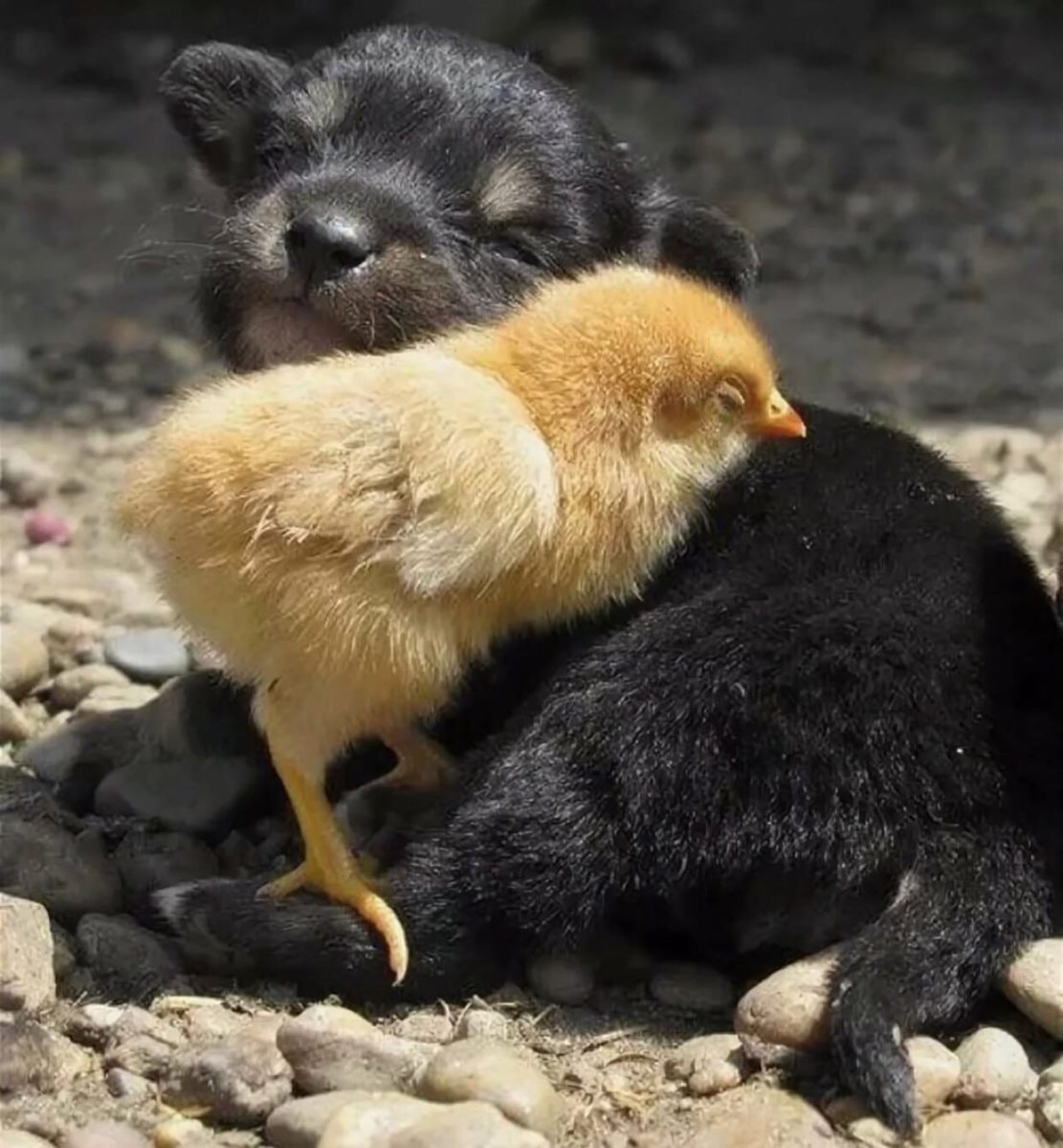 Дружба бывает разной