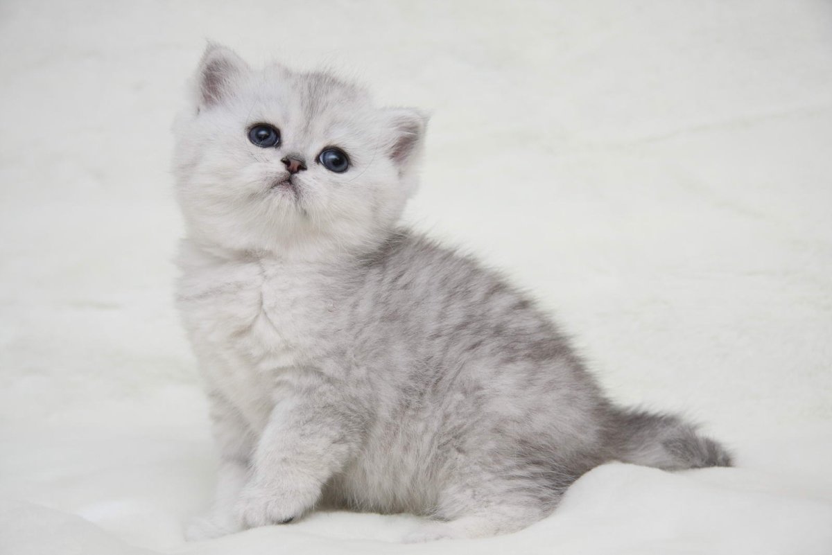 Британская короткошёрстная серебристая шиншилла