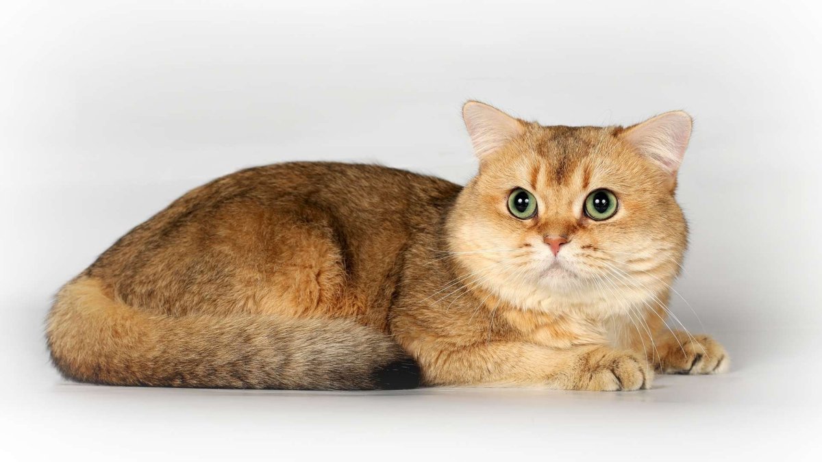 Манчкин Золотая шиншилла