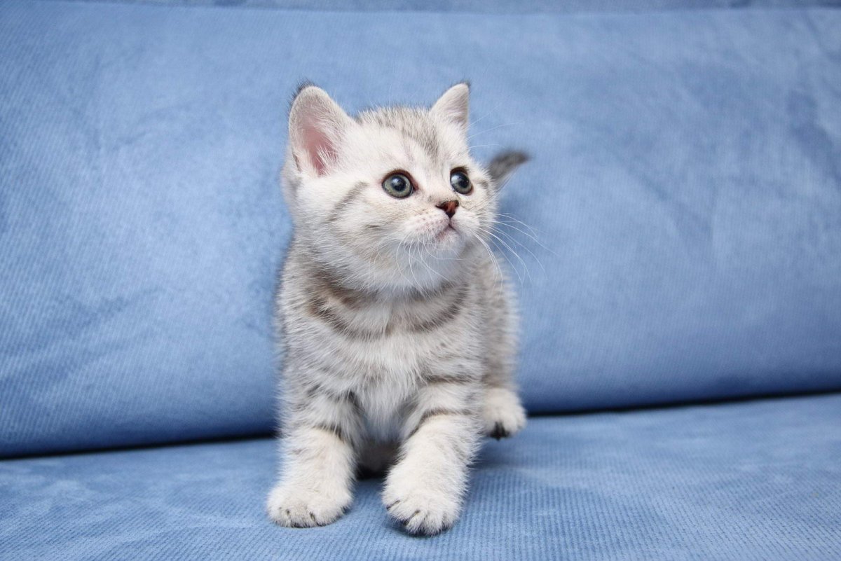 Котята британские шиншиллы и вискас