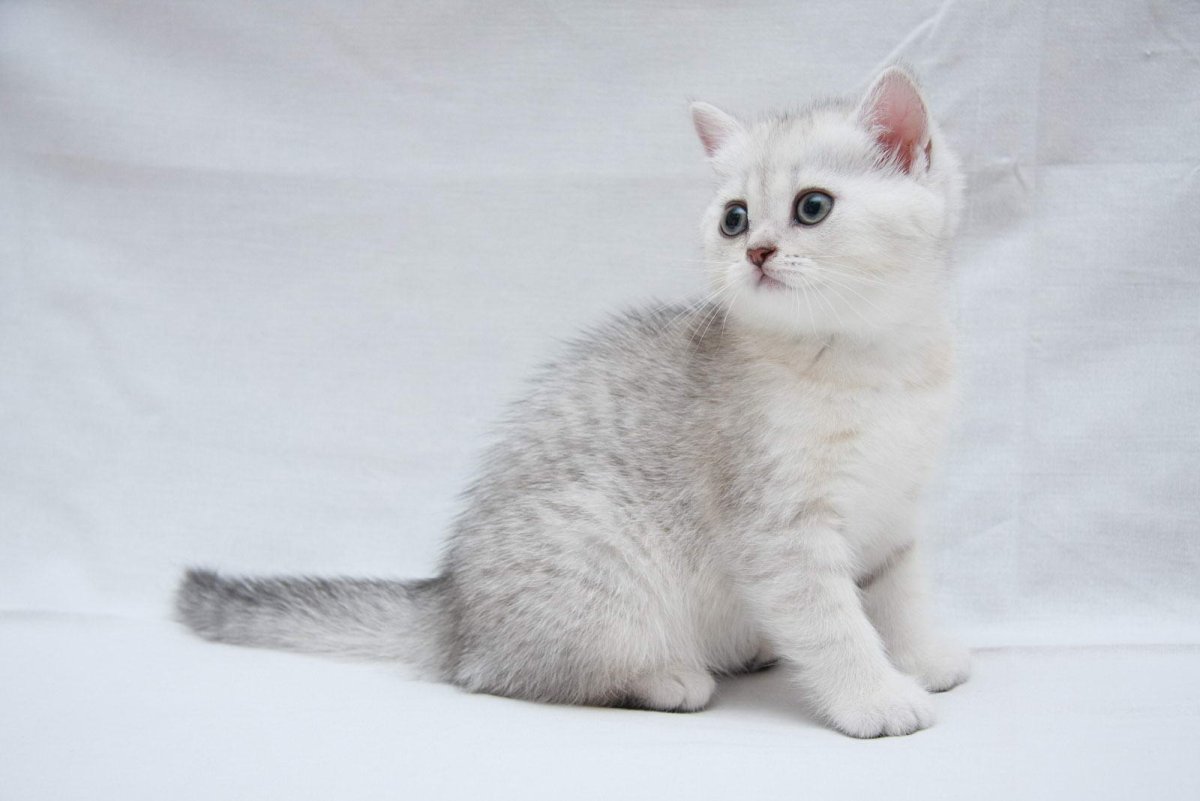 Британская серебристая шиншилла