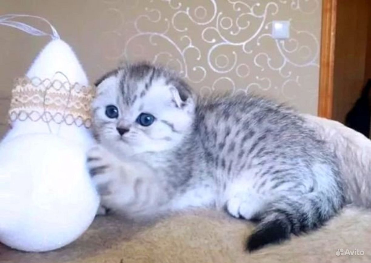 Шотландские котята вискас