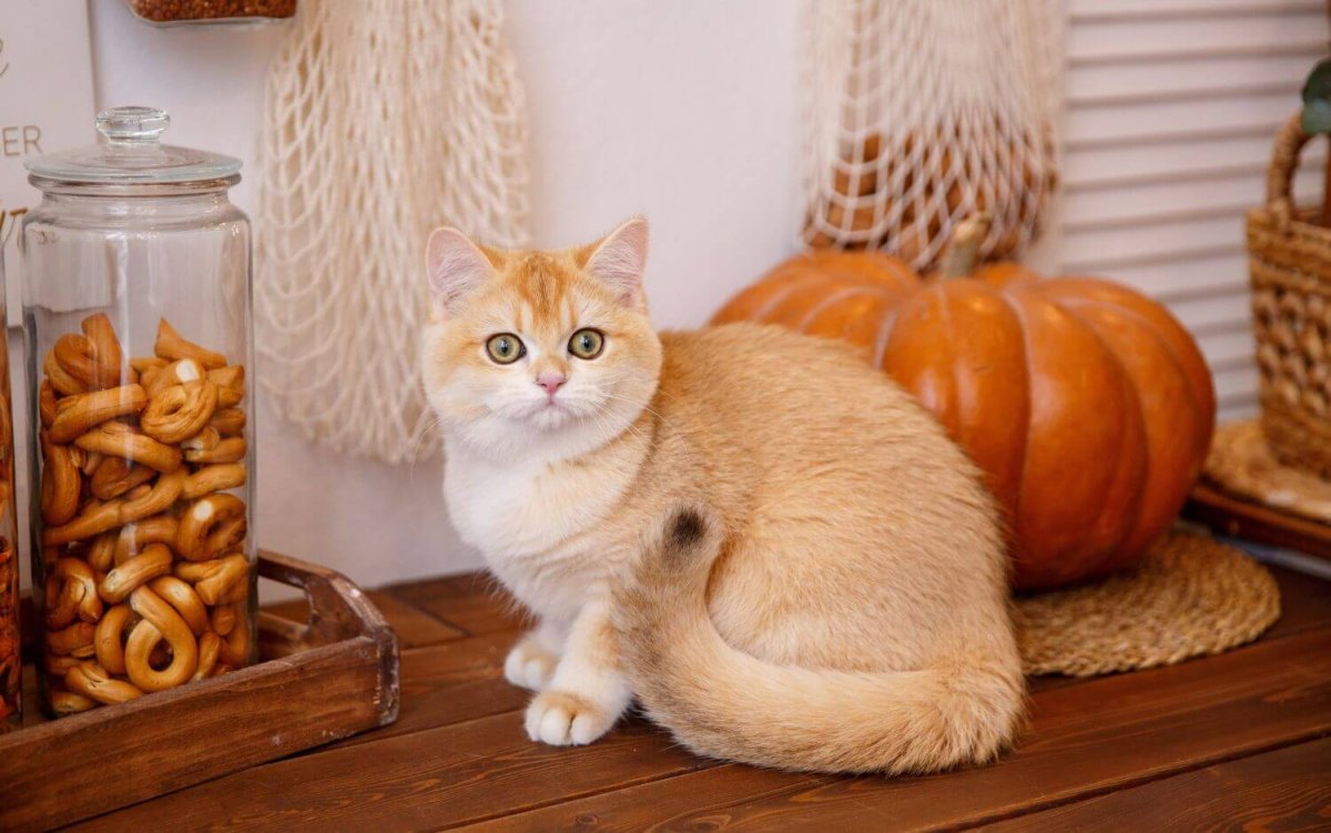 Британская Золотая шиншилла обои