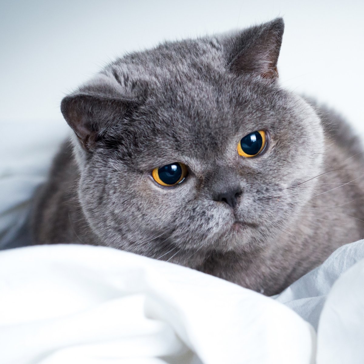 Шотландская короткошёрстная кошка серая