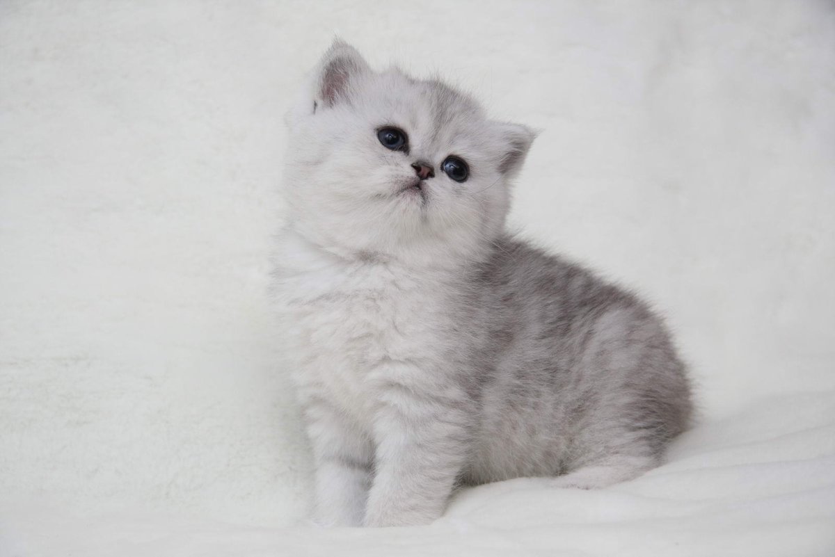 Британская короткошёрстная серебристая шиншилла