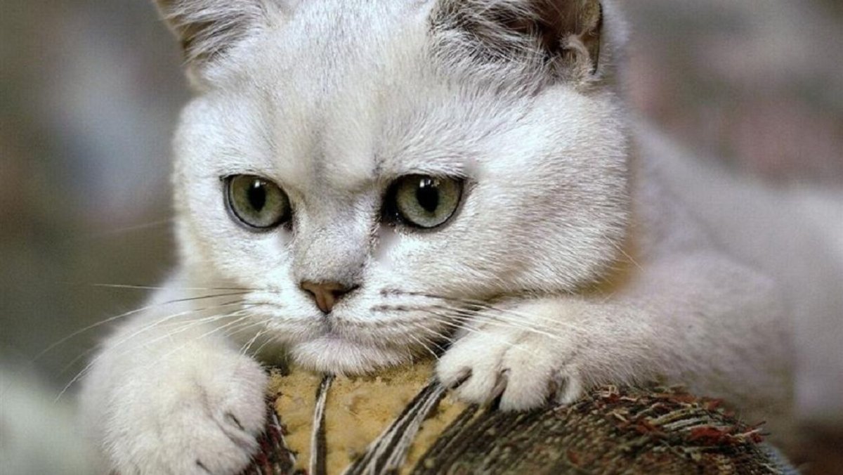 Белый кот с серыми глазами