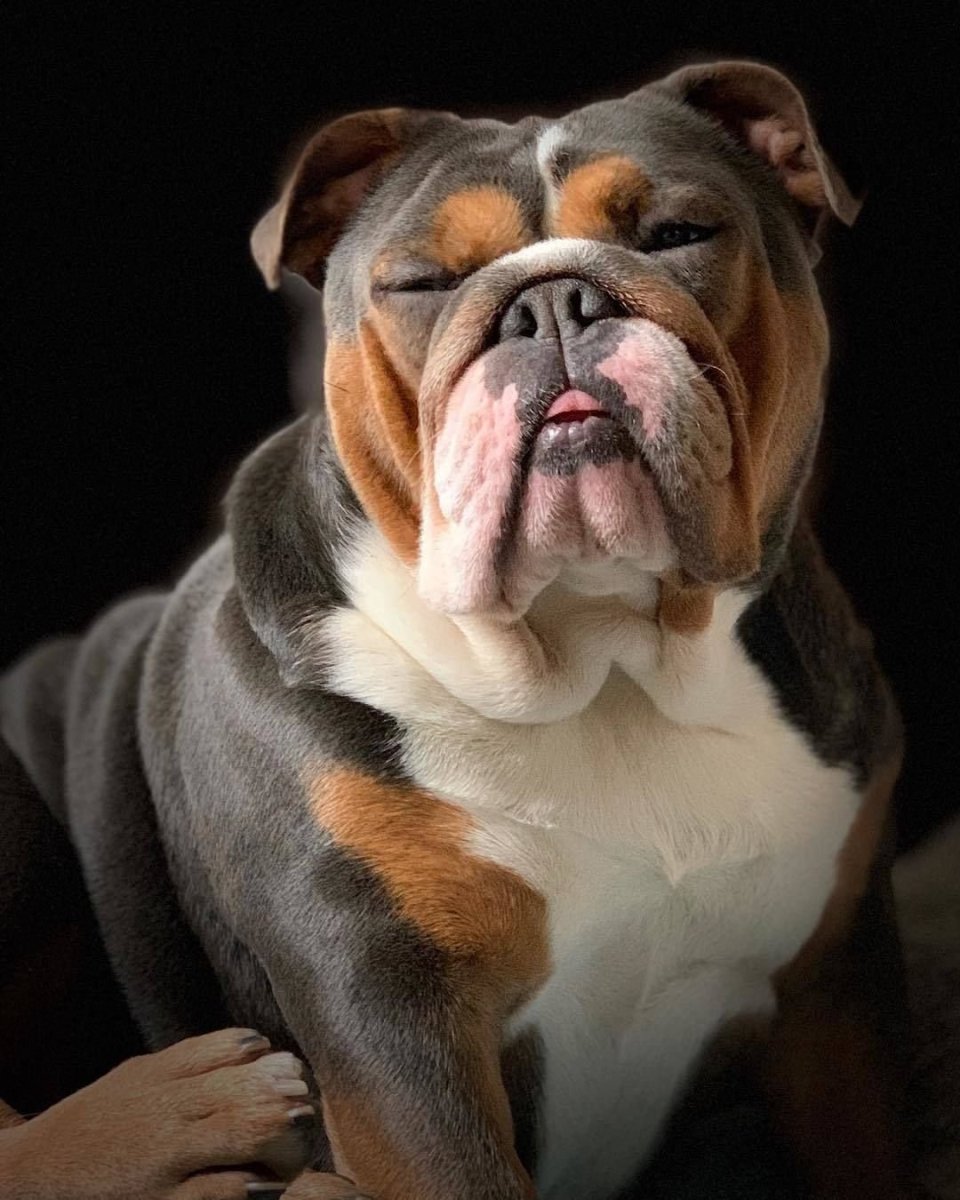 Английский бульдог мини