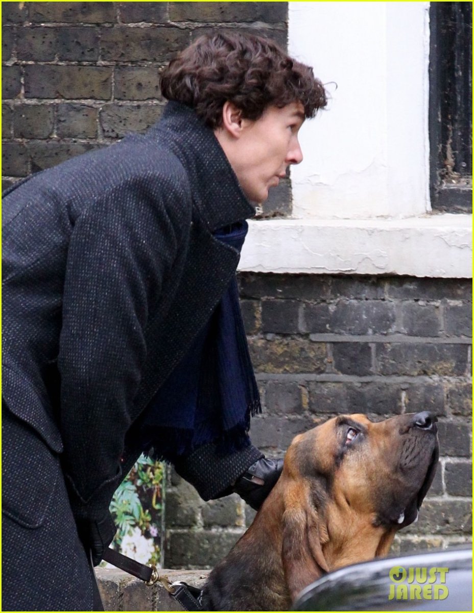 Шерлок Камбербэтч с собакой