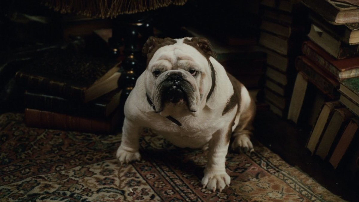 Бульдог Тори из Шерлока Холмса