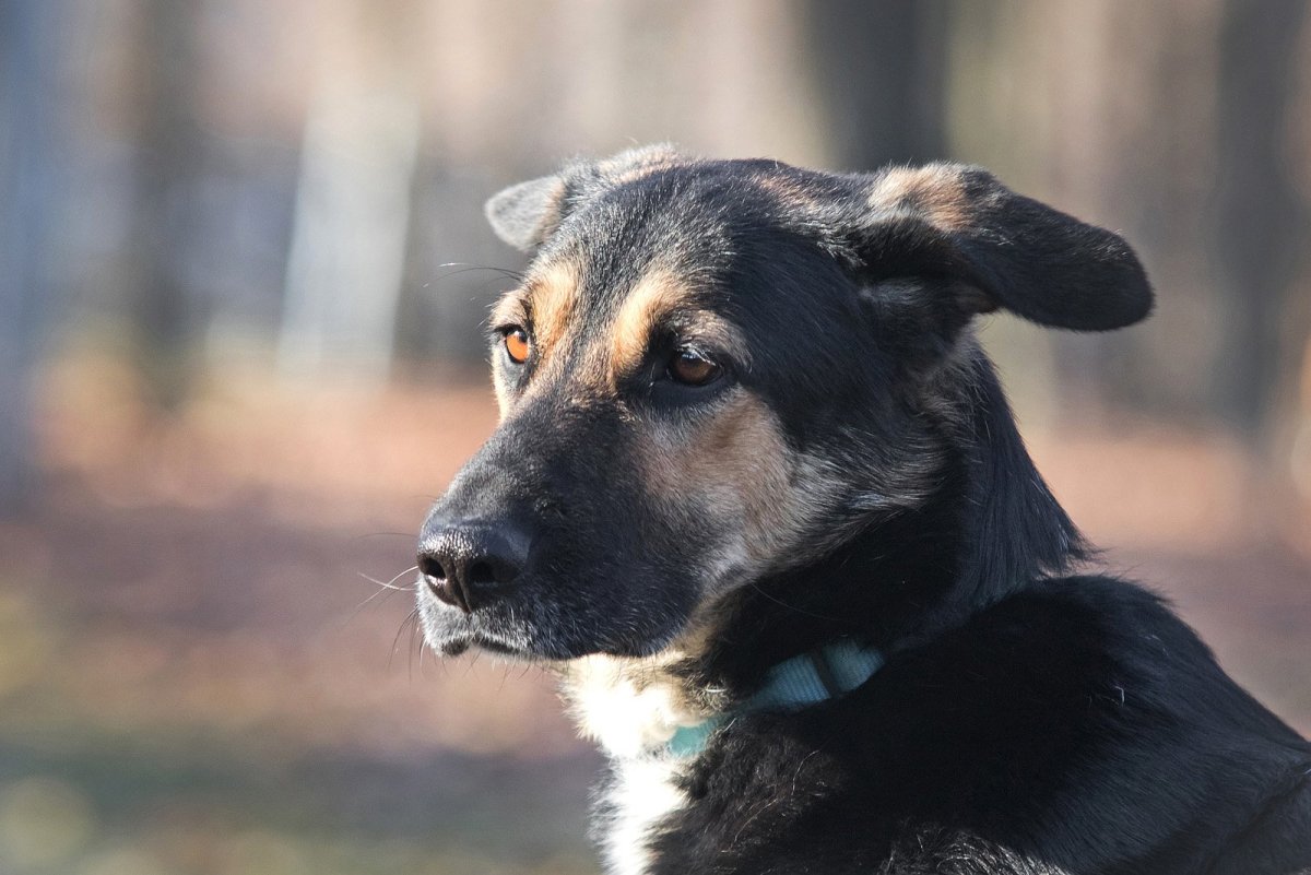 Задумчивый пес