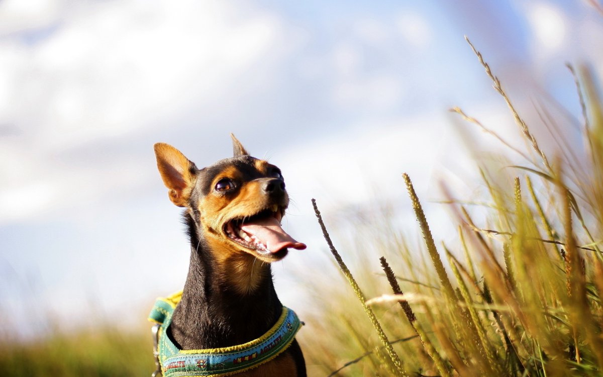 Собаки фотосток