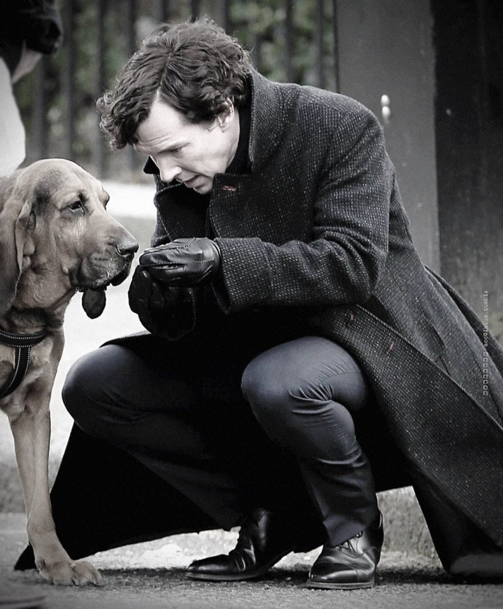 Бенедикт Камбербэтч Шерлок собака