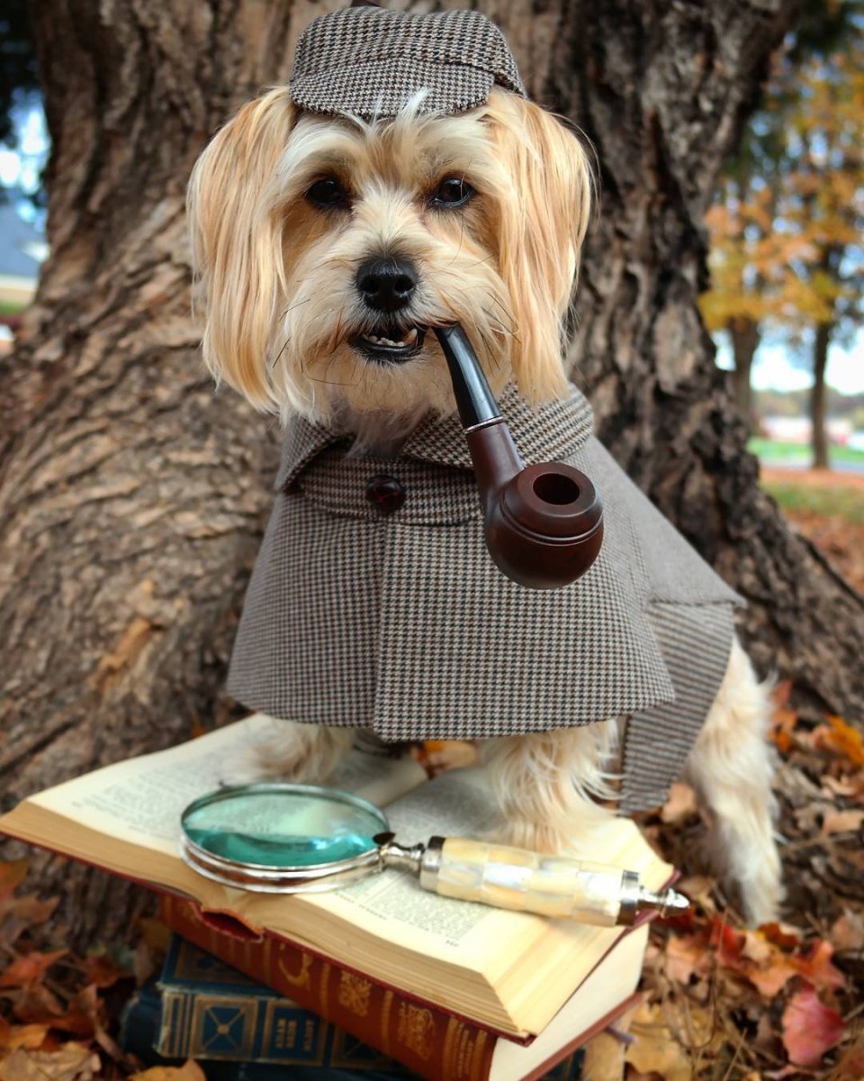 Тори собака Шерлок Холмс