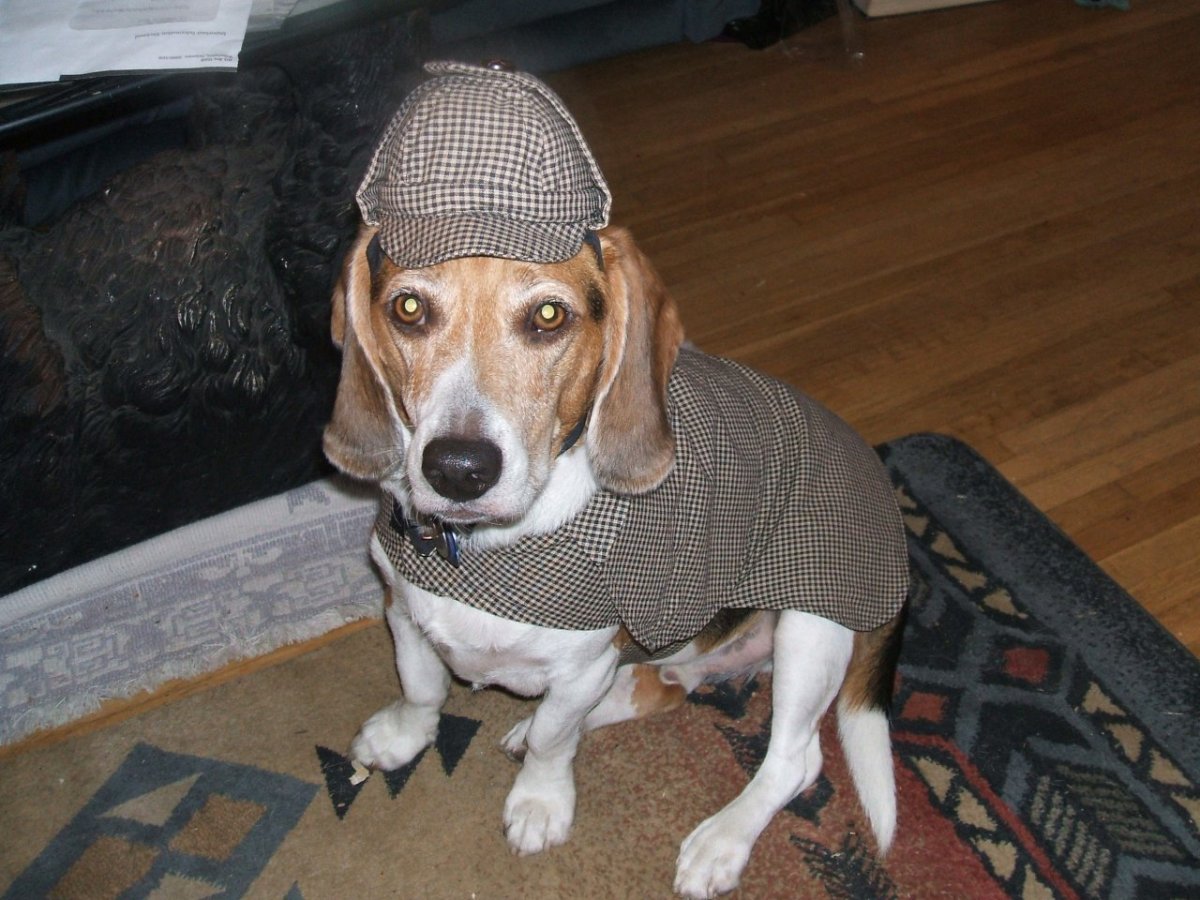 Собака Шерлока Холмса