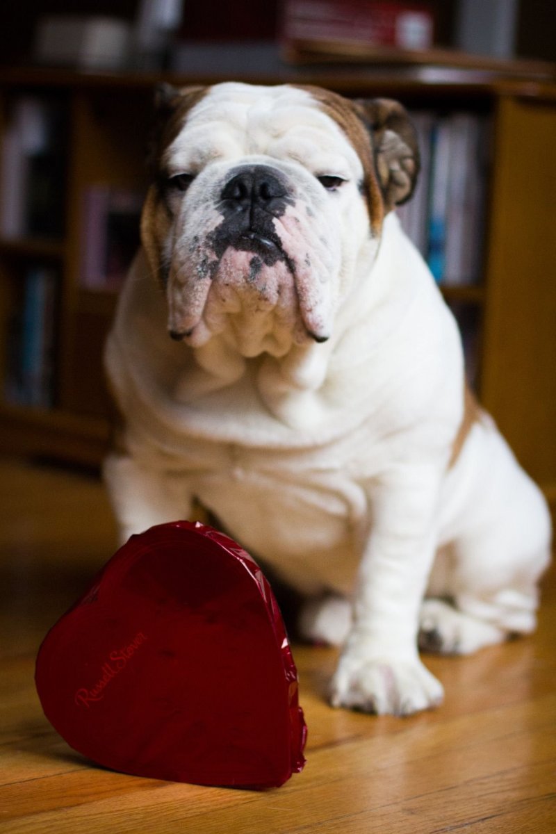 Бульдог из Шерлока Холмса