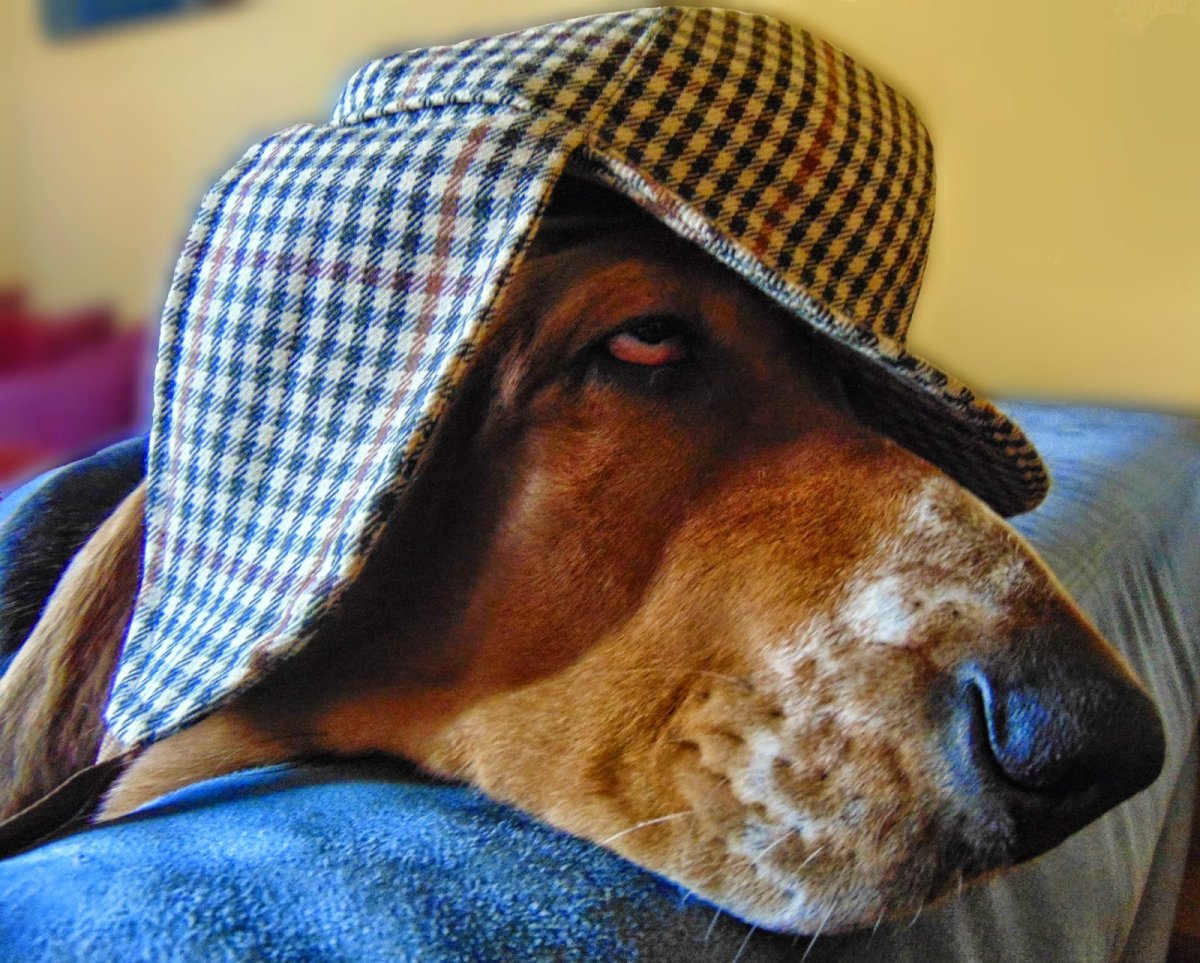 Собака Шерлока Холмса