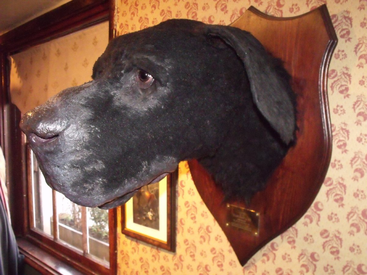 Порода хаунд Шерлок