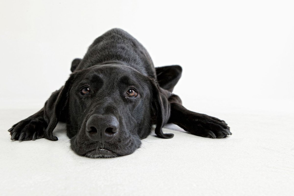 Собака Мустафа