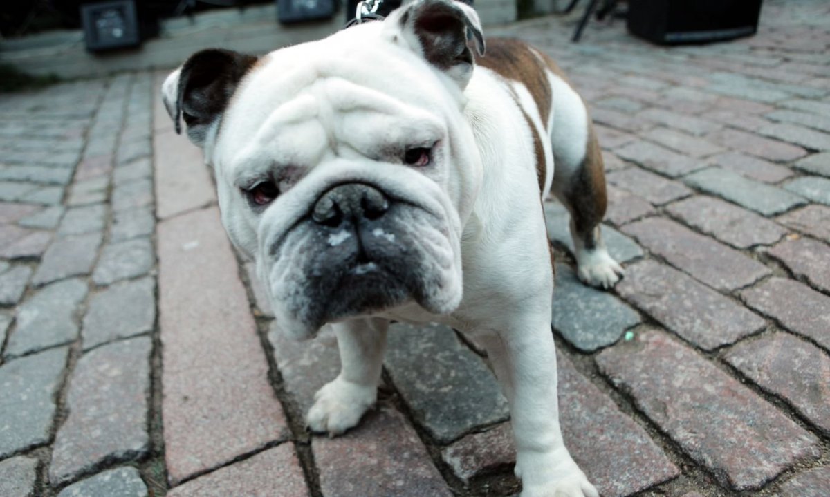 Английский бульдог Шерлока Холмса